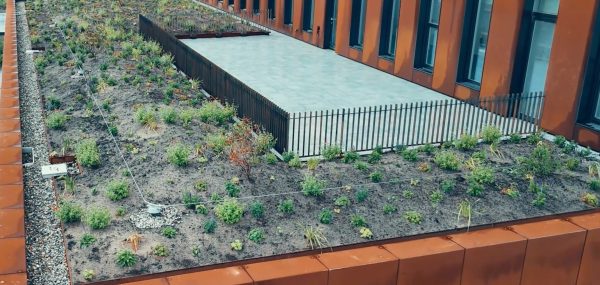 Groendak met planten naast gebouw en hek